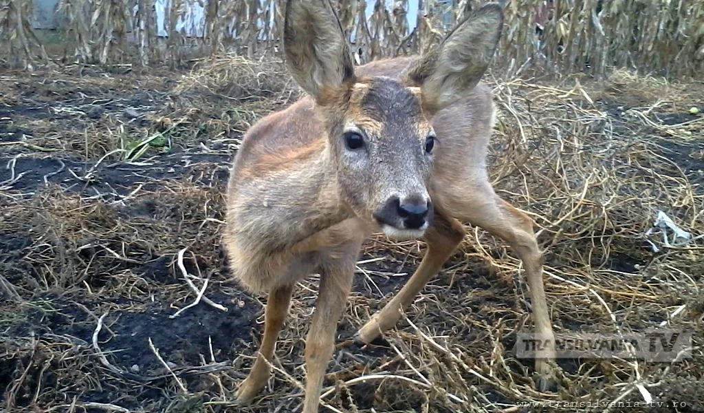 Bambi de Şimişna (VIDEO – Galerie FOTO)