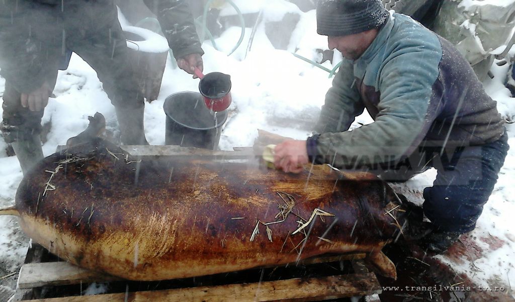 Sacrificarea porcului de Crăciun, pe ultima sută de metri! (VIDEO-Galerie FOTO)