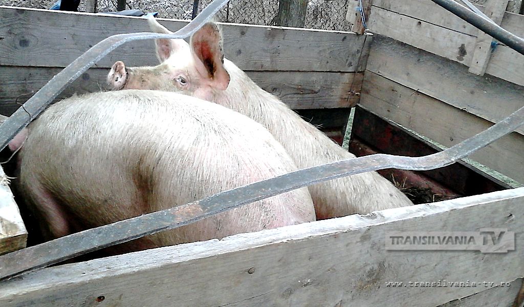 Porcul – cea mai căutată ”legumă” în târguri! (VIDEO-Galerie FOTO)