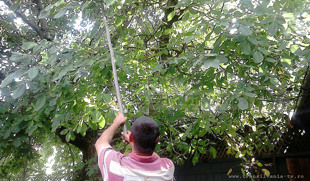 Tradiţie: Nuci bătuţi şi mătănii în biserici de Ziua Crucii (Galerie FOTO)