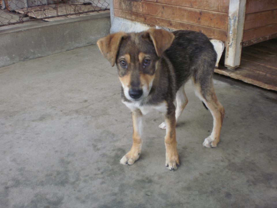 Campanie gratuită de sterilizare a animalelor în Agnita