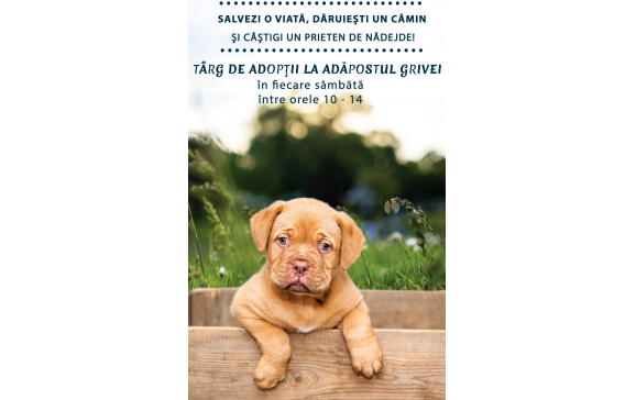Târg de adopții la Adăpostul Grivei din Oradea