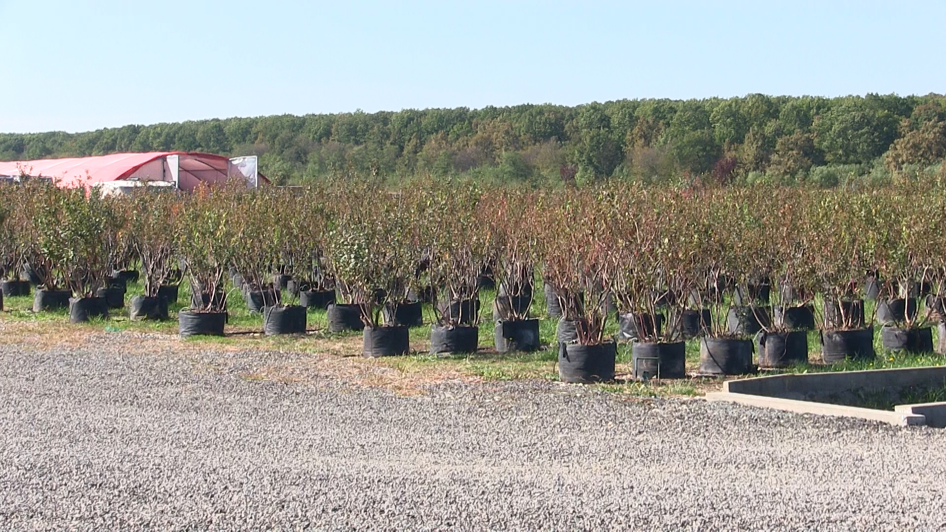 VIDEO: PLANTELE DE AFIN LA ÎNDEMÂNA ORICUI – Puieții obținuți în laborator sunt viguroși și garantați pentru plantare