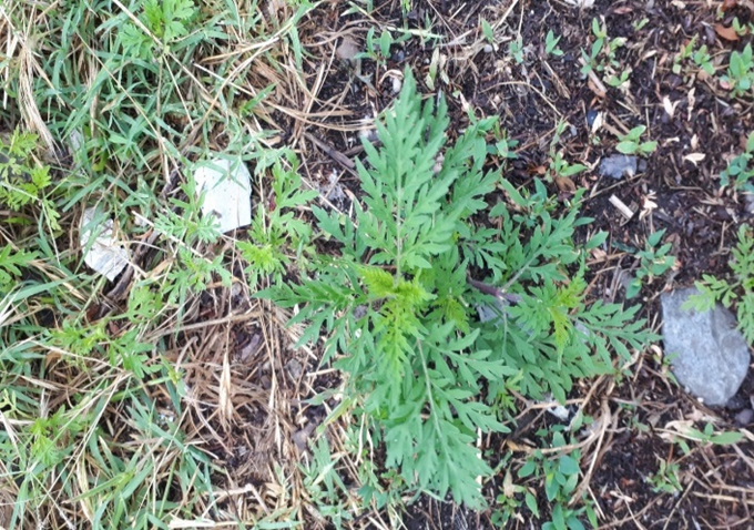 Campanie privind combaterea buruienii ambrozia în județul Sălaj