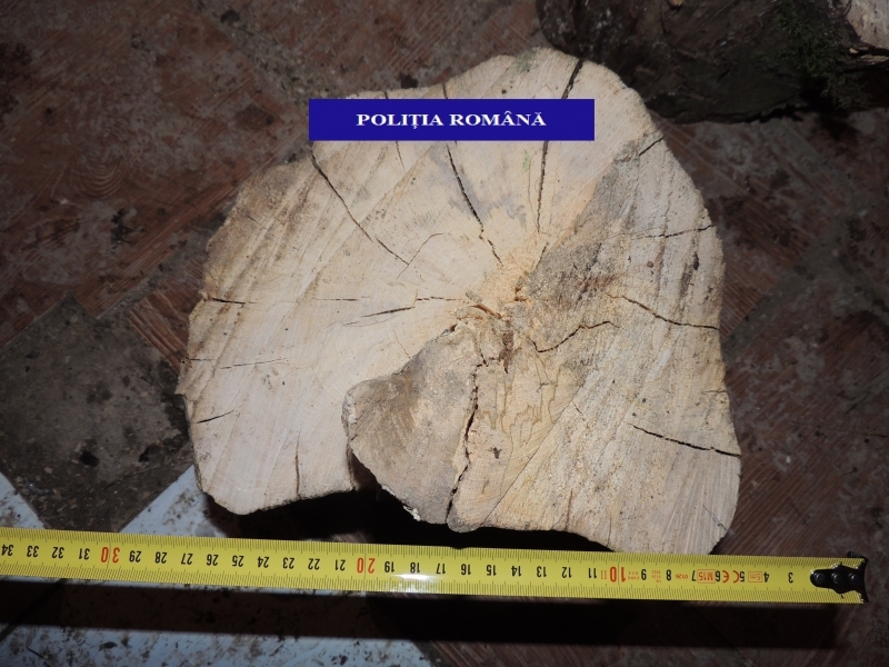 Percheziţii domiciliare în Copăcel, la două persoane bănuite de tăieri ilegale şi furt de arbori
