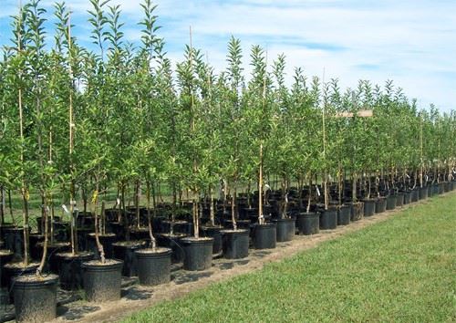 Se reiau plantările de arbori și arbuști ornamentali pe străzile din Deva