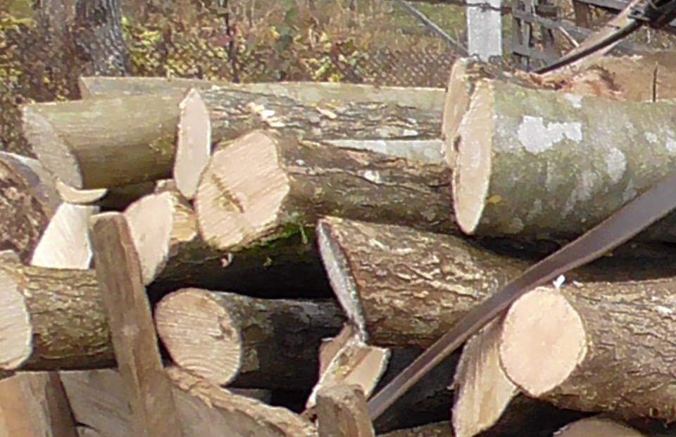 Delicte silvice constatate de polițiști în localitățile Boian și Cârța