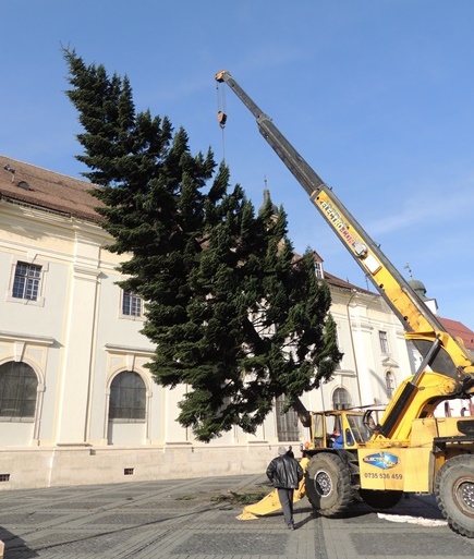 Bradul de Crăciun a sosit deja în Piaţa Mare din Sibiu