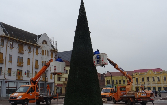 Brad ecologic montat în Piața Unirii din Oradea