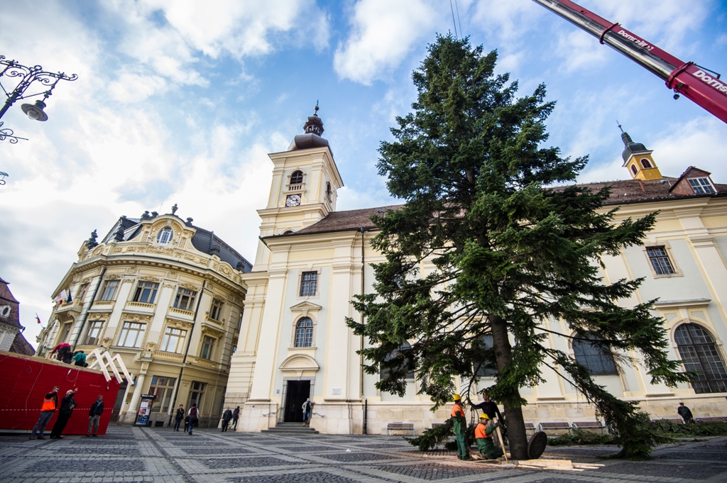 Sibiu: Bradul de Crăciun vine în acest an din județul Brașov