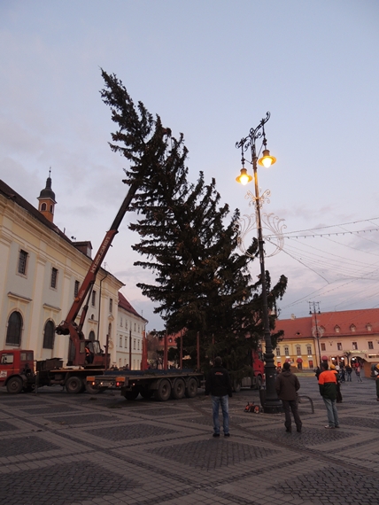 Bradul de Crăciun a ajuns în Piața Mare din Sibiu