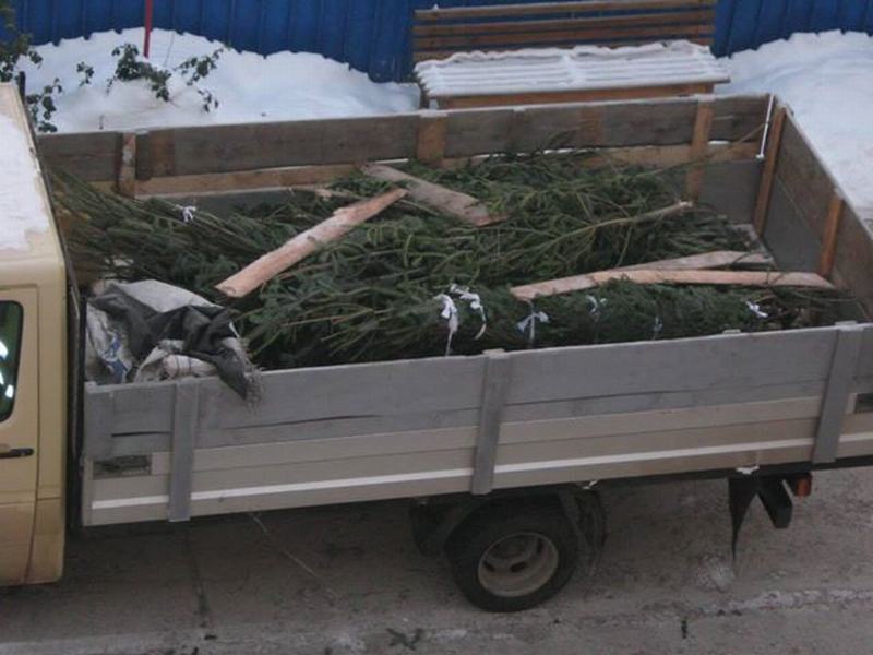 Surprinşi de jandarmi cu 65 de brazi în camionetă