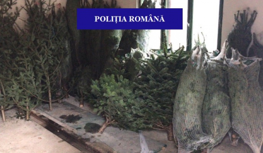 Brazi nemarcați, fără documente legale, confiscați de polițiștii bihoreni