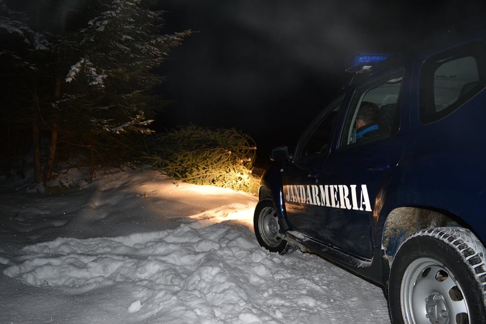Brazi abandonaţi în pădure, descoperiţi de jandarmii montani din Piatra Fîntînele