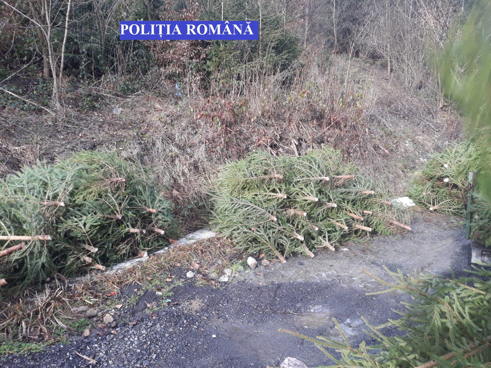 Buletin de presa IPJ Alba