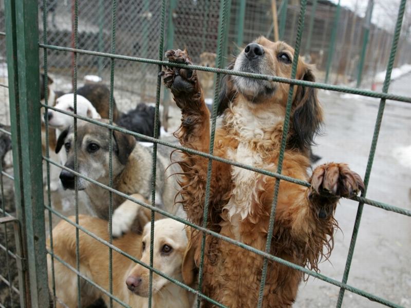 Animaterra: Nu avem nicio implicare în așa-zisul furt al cuștilor de la serviciul de ecarisaj