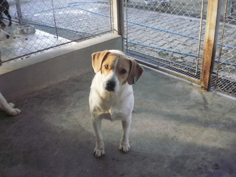 Campanie de adopție a câinilor în municipiul Sibiu