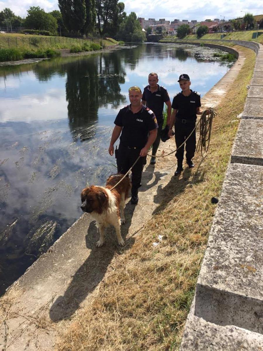 Câine aflat în pericol de a se îneca în Crișul Repede, salvat de pompierii orădeni