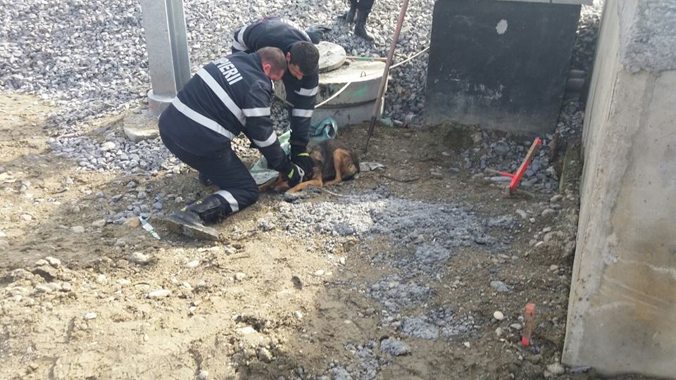 Câine salvat de pompieri medieșeni dintr-un canal