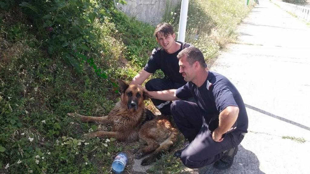 Câine aflat în pericol de a se îneca în Crișul Repede, salvat de pompierii orădeni