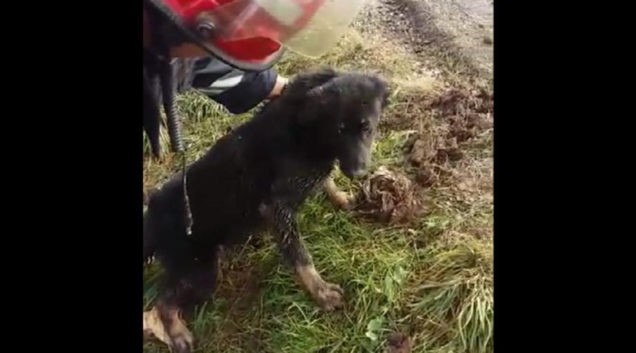 Câine căzut într-un canal, salvat de pompierii orădeni