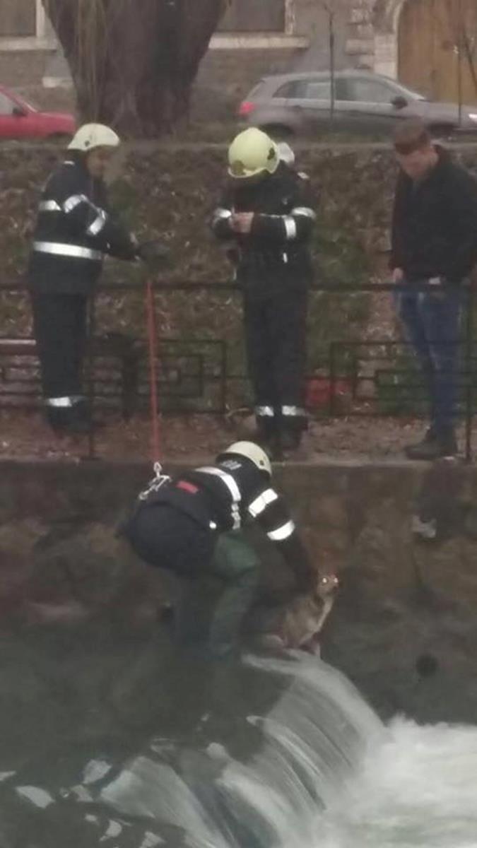 Câine salvat de pompierii din Beiuș