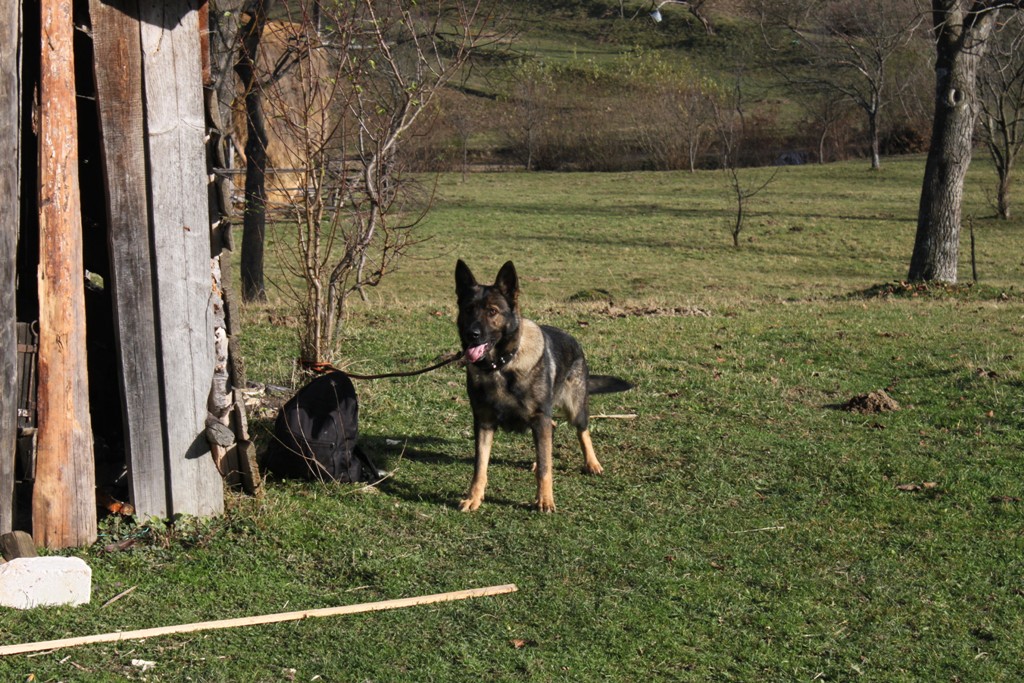 Contrabandist depistat cu ajutorul câinelui de urmă Noza