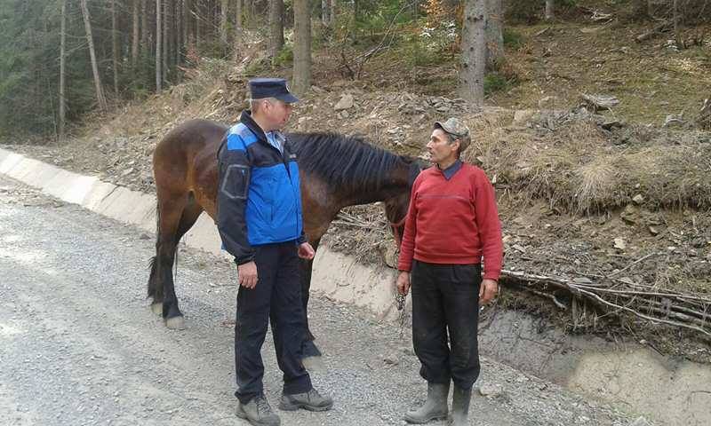 Și-a recuperat calul pierdut cu sprijinul jandarmilor montani din Rodna