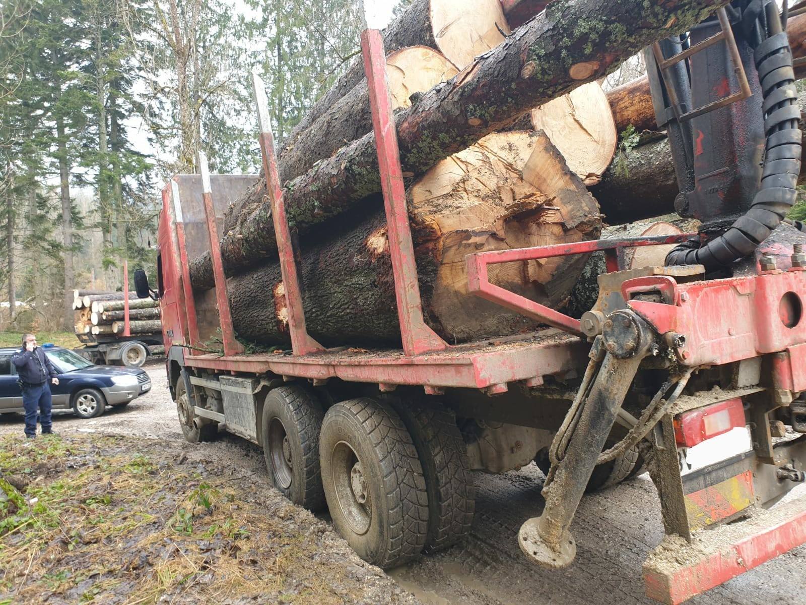 Un bărbat a fost amendat cu 1000 de lei și i s-a confiscat un motofierăstrău pentru că a tăiat ilegal 60 de arbori