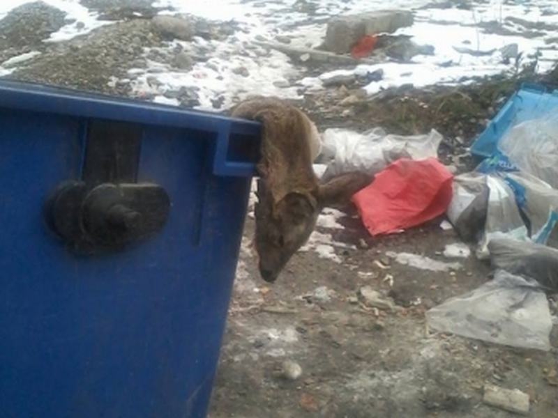 Un pui de căprioară a fost găsit mort într-un tomberon din Bistrița