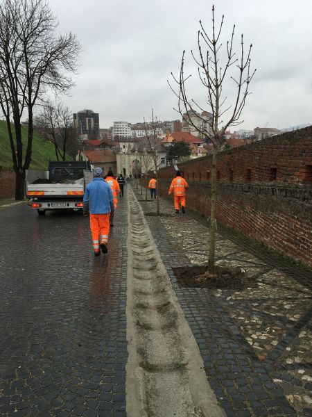 Alba Iulia: Inventarul arborilor din Cetatea Alba Carolina a fost completat cu 10 castani