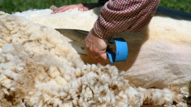 Centru autorizat de colectare a lânii de oaie în Hunedoara