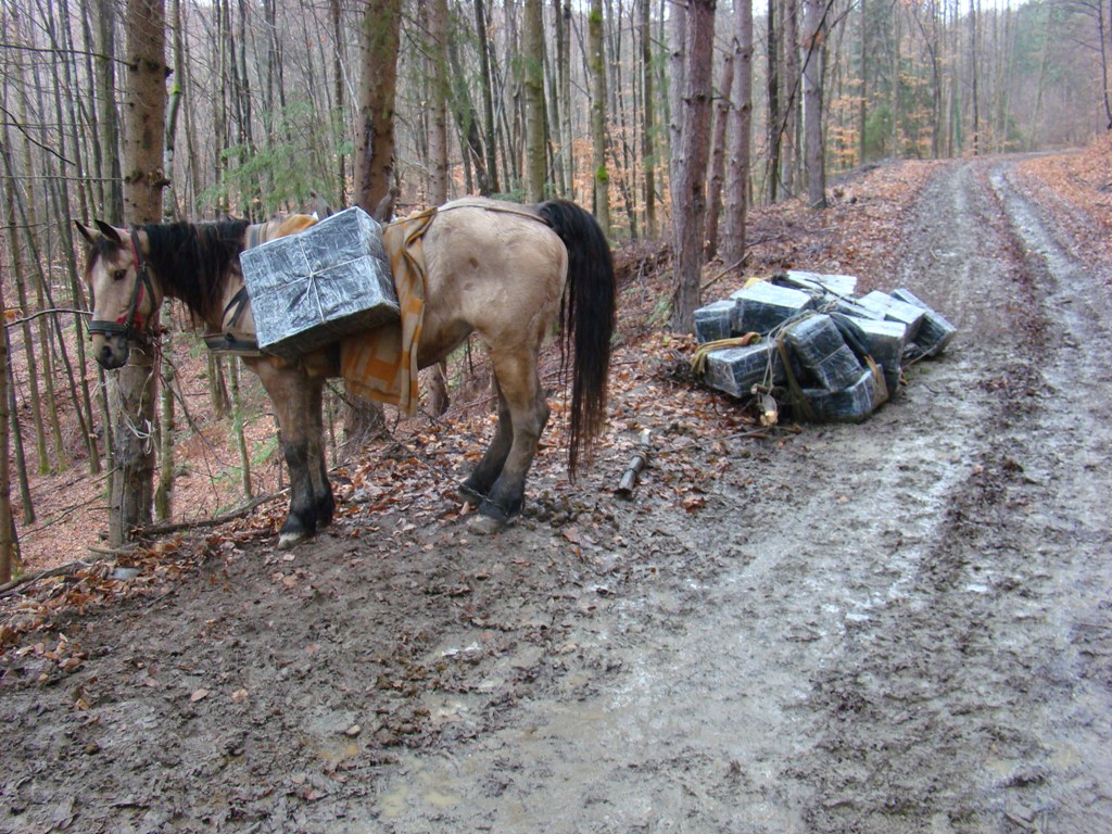 Ţigări de contrabanda transportate cu animale de tracţiune sau de către contrabandişti echipaţi în costume de neopren