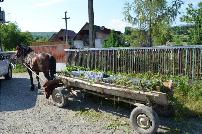 Contrabandă cu căruța în Câmpulung la Tisa
