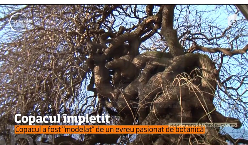 Un copac din Satu Mare atrage toate privirile. Arborul are ramurile împletite!