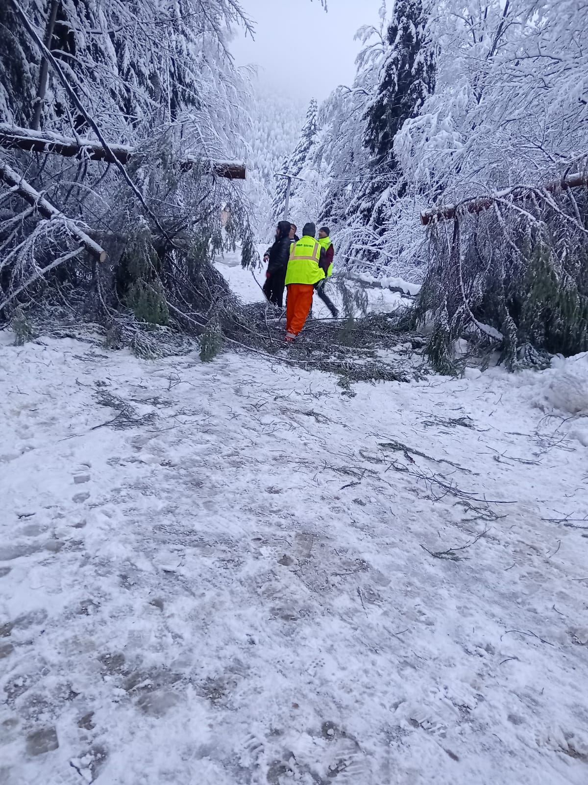 Intervenții pentru îndepărtarea arborilor căzuți pe DJ 686, la intrarea în stațiunea Râușor