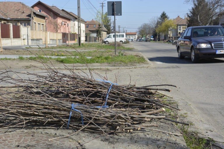 Curățenie de toamnă în Carei