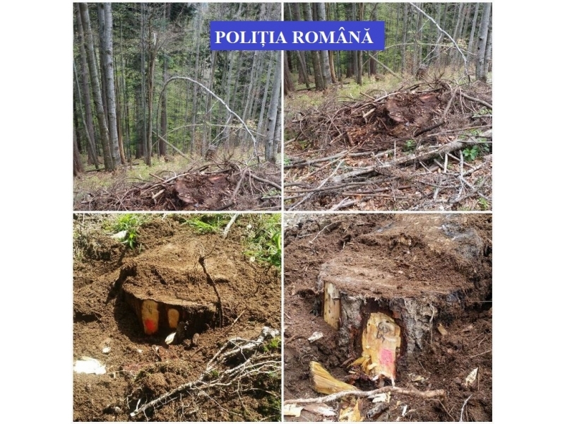Trei persoane din Archid și Budacu de Sus reținute, pentru infracțiuni la regimul silvic