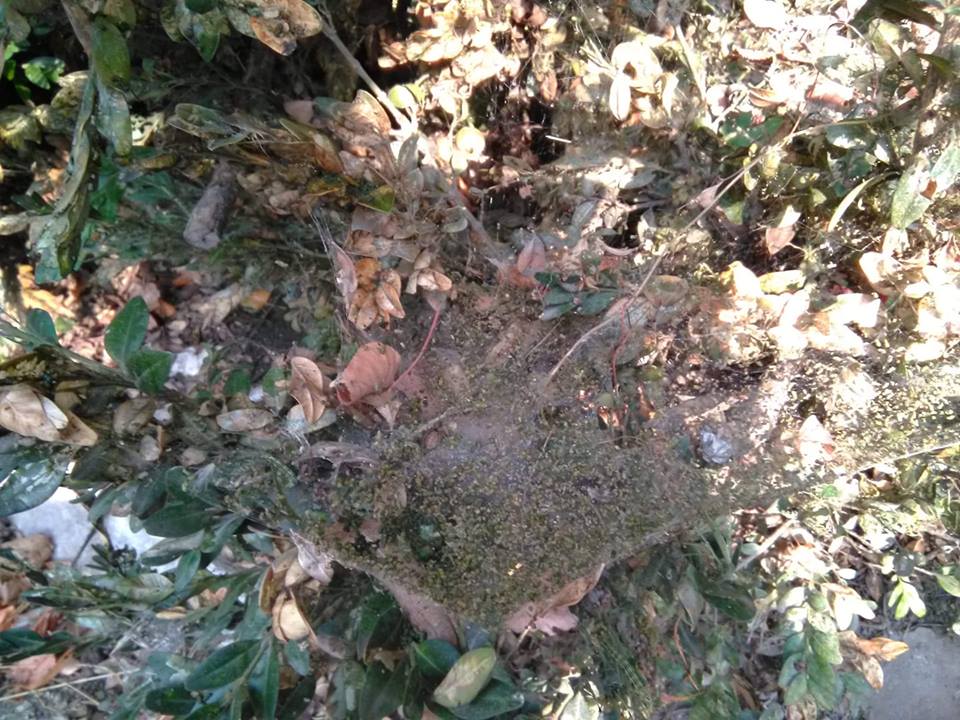 Dezinsecție la Câmpia Turzii