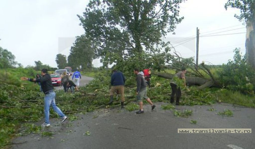 DN 19, blocat între Botiz și Ciuperceni de un copac căzut pe carosabil