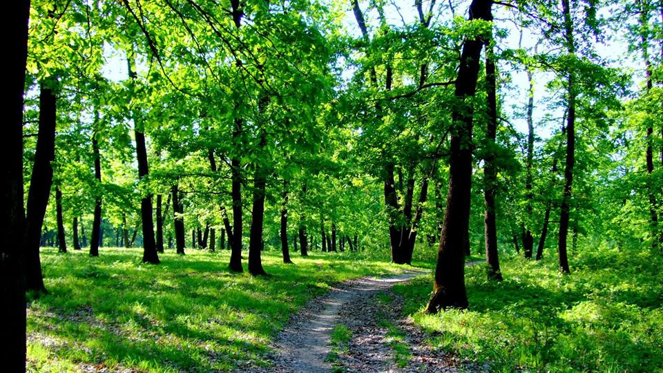 Hunedorenii sunt așteptați la ecologizare