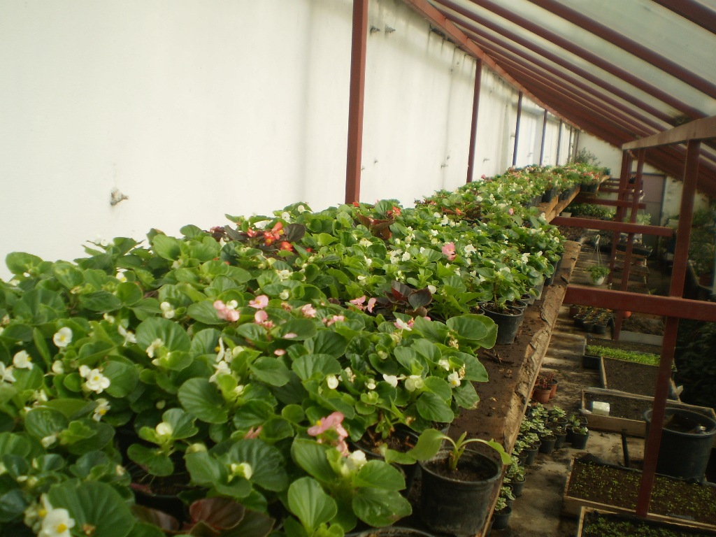 Zeci de mii de flori vor fi plantate și în acest an în Municipiul Mediaș