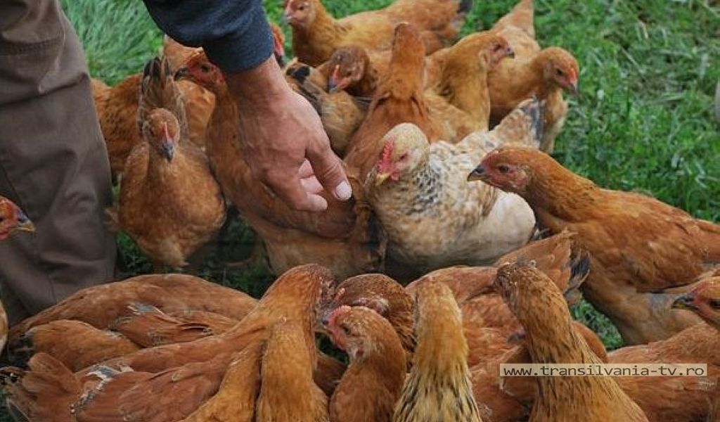 Bărbat reținut pentru furt de găini în Săuca