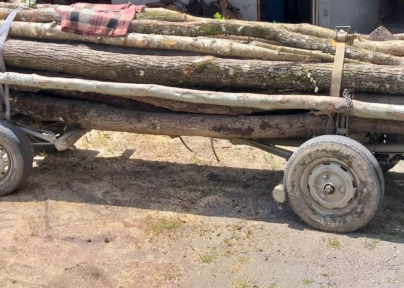 Furt de material lemnos în Petriș