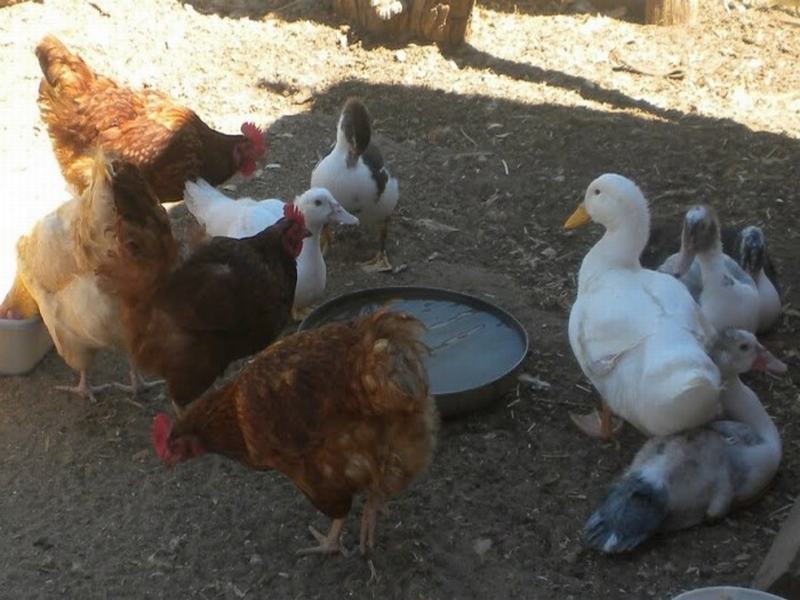 OCNIȚA: Au furat găinile și rațele din gospodăria unei bătrânici de 91 de ani