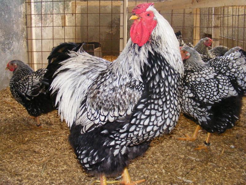 BISTRIȚA: Comerțul cu cereale, păsări și animale mici, doar în Piața Independenței Nord