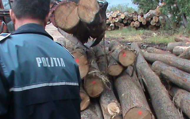 135 de sancţiuni contravenţionale, 53 de metri cubi de lemn confiscati și 3 infracțiuni la Codul Silvic!