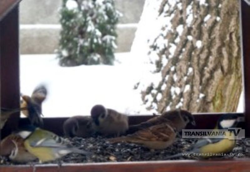 A început hrănirea păsărilor pe timp de iarnă, în Grădina Romei