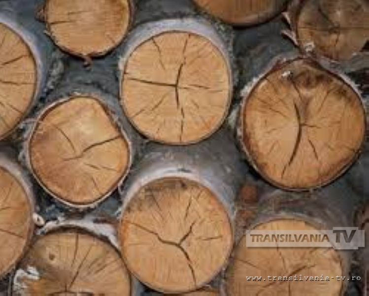 Muncitor decedat la Vama, după ce a fost strivit de un copac