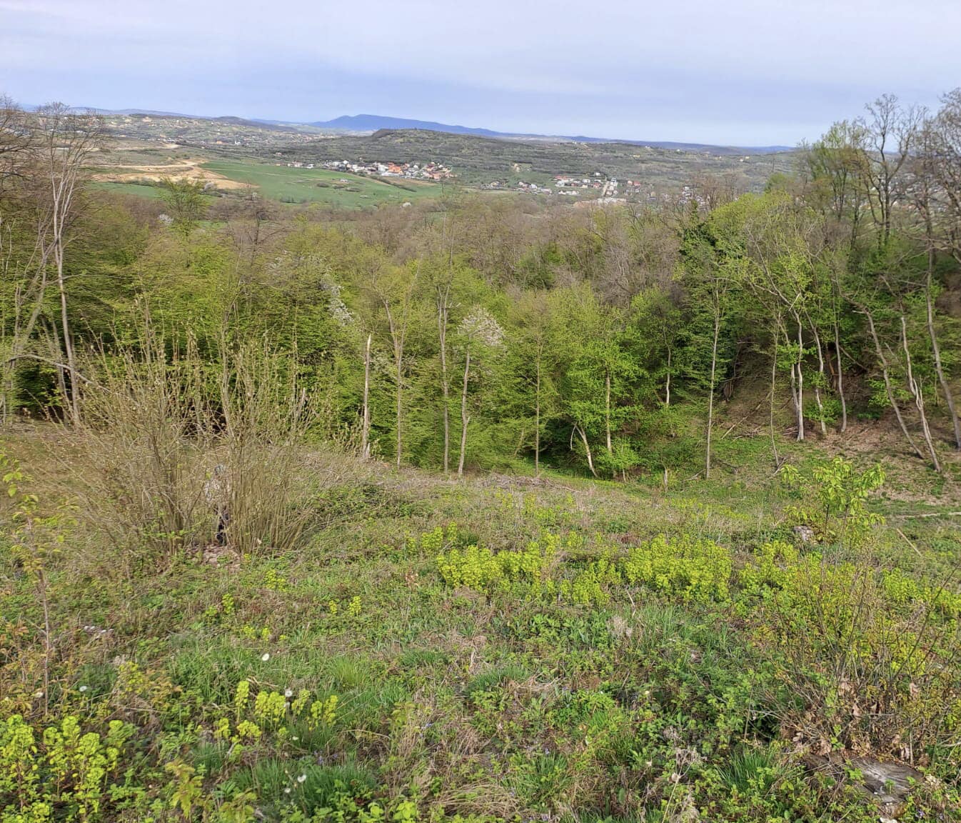 1.300 de puieți de gorun și stejar roșu, plantați în pădurea municipiului Zalău de Ocolul Silvic “Stejarul”